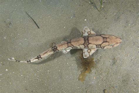 Chain Catshark Information And Picture Sea Animals