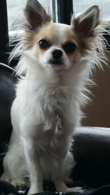 Long Haired Chihuahua Papillon Mix For Sale