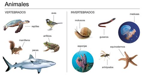 Ciencias Naturales Los Cinco Reinos