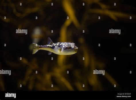 Close Up Image Of A Puffer Fish In An Aquarium Stock Photo Alamy