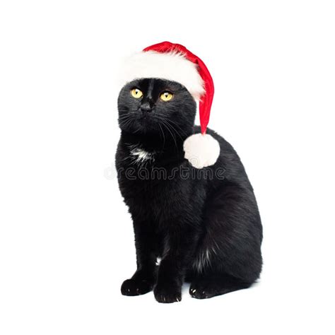 Black Cat Santa Cute Christmas Cat On White Background Stock Image
