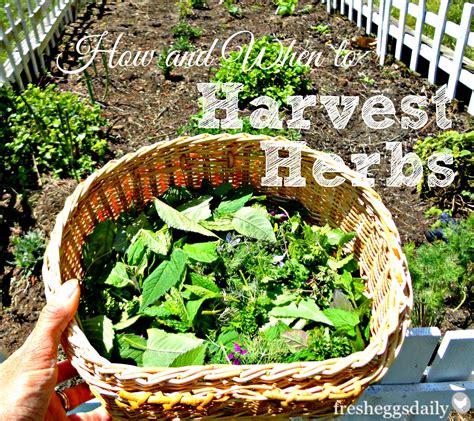 How And When To Harvest Herbs Fresh Eggs Daily