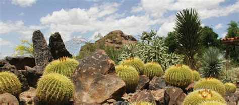 Edible Desert Plants Official Travel Site For Scottsdale Arizona
