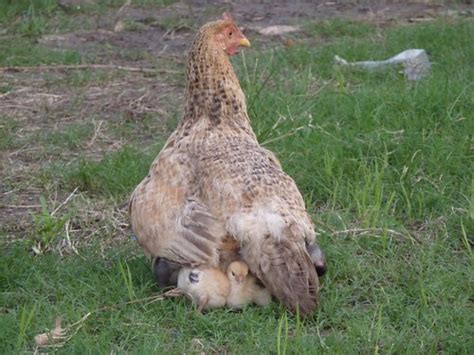 Mother Hen Protecting Its Chicks Under Its Wings Rob Thiesfield Flickr