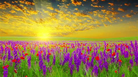 Field Of Spring Flowers At Sunset Stock Footage Video