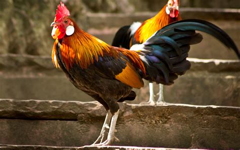 14 Rooster Hd Wallpapers Backgrounds Wallpaper Abyss