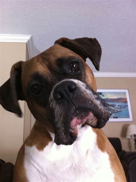They All Do This Head Tilt Thing Soooo Cute Boxer Dogs Funny