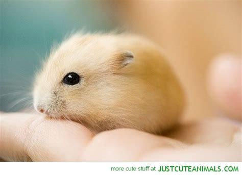 Cute Baby Hamsters Baby Hamster Rodent Fluffy Golden