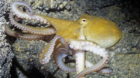 On Ecstasy Octopuses Reached Out For A Hug The New York Times