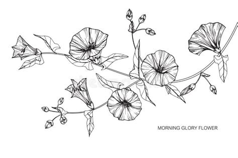 Morning Glory Flowers Drawing And Sketch With Line Art Stock Vector