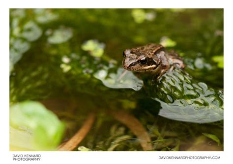 Common Frog Rana Temporaria · David Kennard Photography