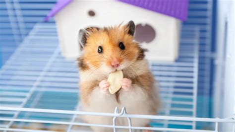 Best Teddy Bear Hamster Cage A Complete Guide