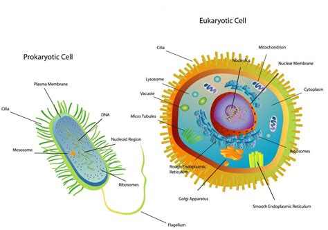 What Are Prokaryotic Cells With Picture