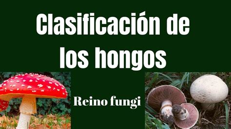 ClasificaciÓn De Los Hongos Reino Fungi Youtube