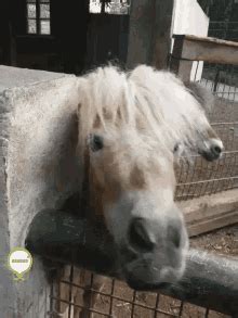 We did not find results for: Beat A Dead Horse GIFs | Tenor