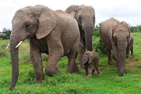 Número de participantes cualquier número de personas. TripAdvisor | Kuala Gandah Elephant Sanctuary Tour from ...