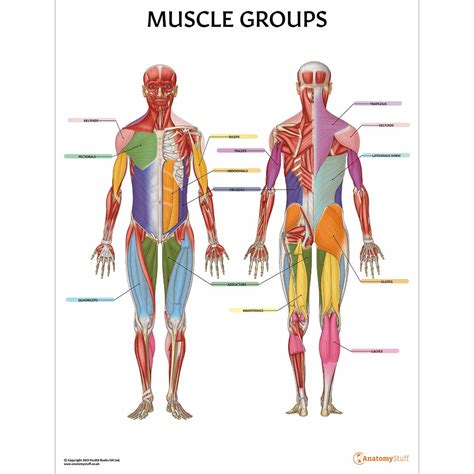 Muscle Groups Anatomy Poster Muscles Colour Coded Chart