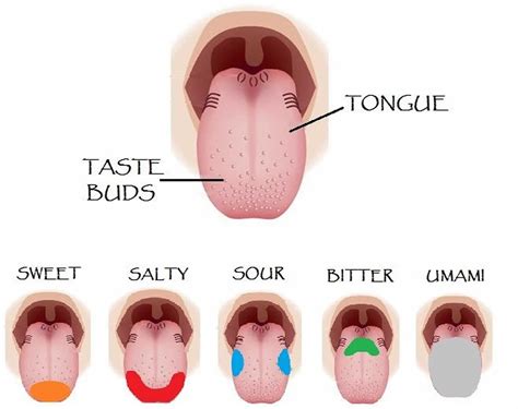 People often refer these swollen taste buds as inflamed taste bud or enlarged taste buds or inflamed papillae or infected taste bud or lie bumps or irritated taste buds. Hypogeusia definition, causes, symptoms, diagnosis ...