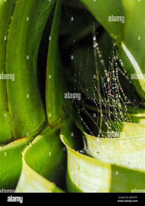Palm Spiders Hi Res Stock Photography And Images Alamy