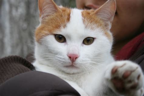 White And Orange Tabby Cat Flickr Photo Sharing