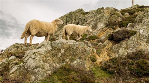 Sheep Climbing A Mountain In Wales Uk Stock Photo Image Of Anglesey