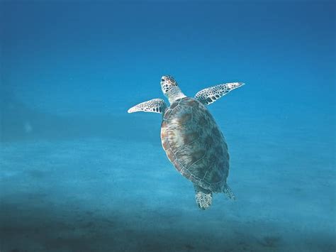 Turtle Animal Marine Ocean Sea Water Nature Underwater Tropical