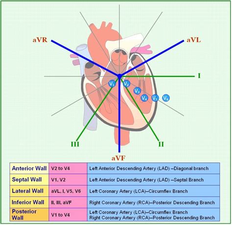 Little Baby Nurse — Ccrnhustle 12 Lead Ekg Changes In Mi By