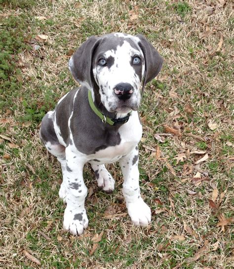 My Blue Harlequin Great Dane Triton Yes I Am In Love With My Baby