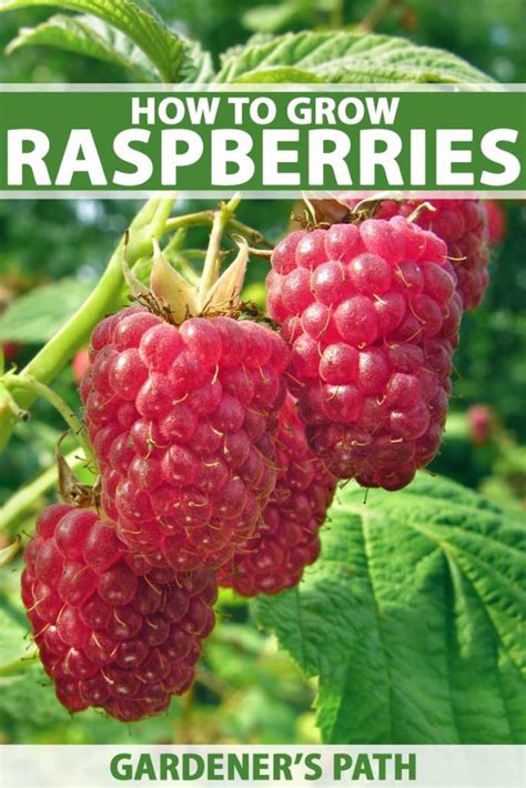 How To Grow Your Own Raspberries Gardeners Path