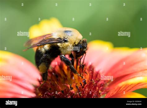 Honey Bee Pollinating A Flower Stock Photo Alamy