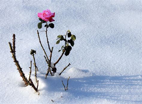 Rose In Snow — Stock Photo © Romantiche 4510842