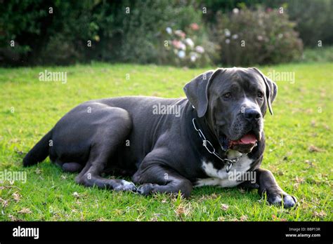 Male Cane Corso Adult Italian Antique Breed Dog Used For Work Defense