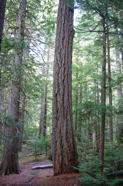 Fileforest Giant East Fork Trail Hiking In Portland Oregon And