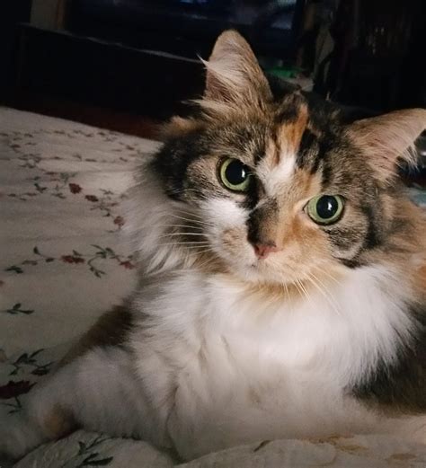 Stunning Maine Coon Mix Cat For Adoption Burlington Ontario Adopt Jazz