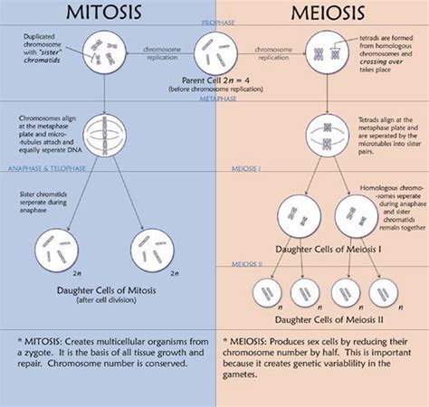 Meiosis Mitosis Biology Classroom Biology Teacher Biology Lessons