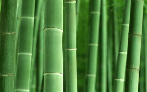 Bamboo Desktop Wallpapers Wallpaper Cave