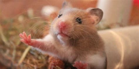 Do Hamsters Bury Themselves Before They Die 🦉 Hoot Blog