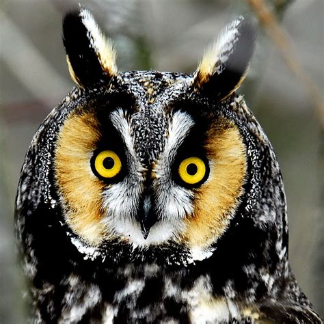 Owls Forums At Psych Central