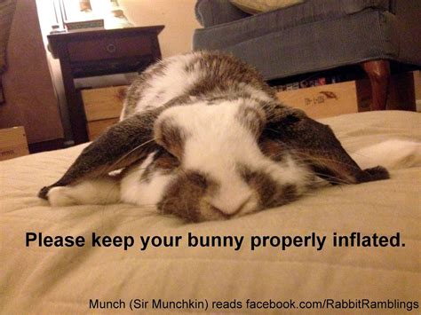 Rabbit Ramblings Funny Bunny Memes Funny Rabbit Pet Bunny Cute