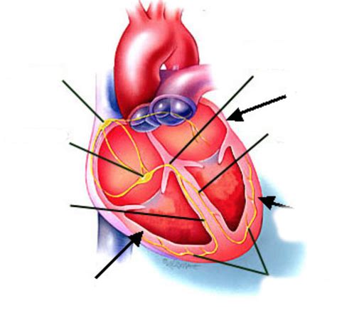 12 U Kin Unit 1 Electrical Impulse Of Heart Diagram Quizlet