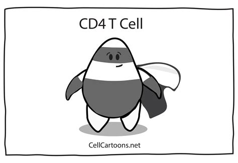 Lymphocytes Cell Cartoons Cancer Cell