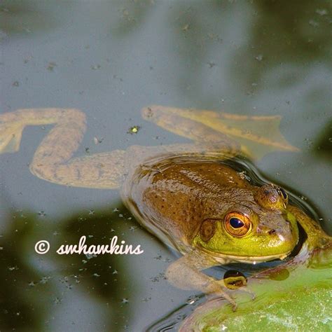 Green Frog In A Pond Green Frog In A Pond Pottawatomie Co Flickr