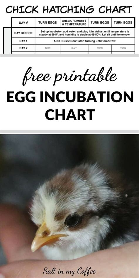 Printable Egg Incubation Chart Hatching Chickens Incubating Chicken