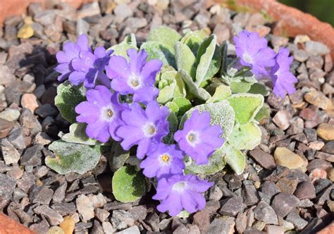 A Close Look At Primula Alpine Garden Society
