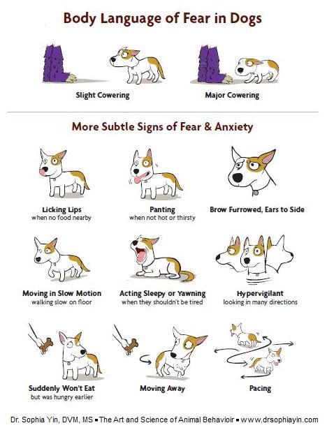 Understanding Your Dogs Body Language