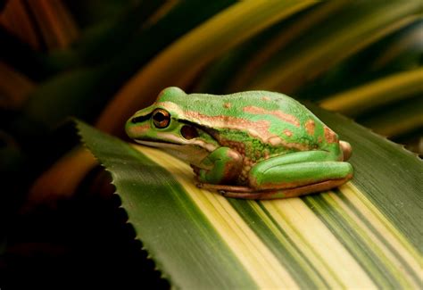 Free Images Nature Green Amphibian Fauna Tree Frog Close Up
