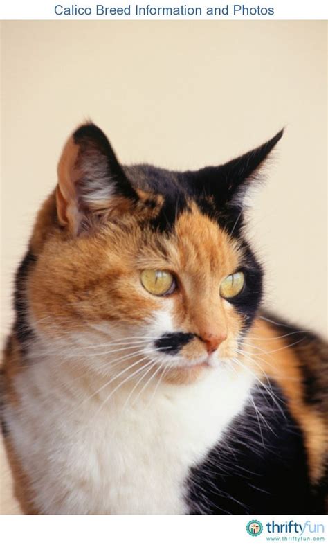 Cat Breeds Calico Dogs And Cats Wallpaper