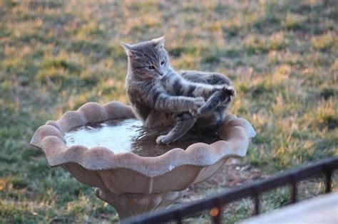 How To Ride The Ice In A Bird Bath Cute Cats Animal Rescue Site
