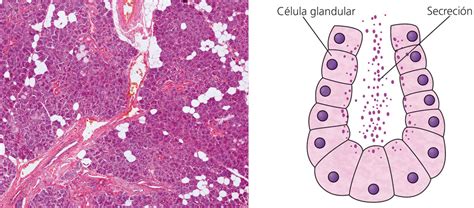 Tejido Glandular Bio