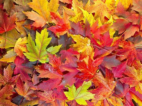 Autumn Leaves Changing Color Physical Or Chemical Change Vziotvstandbasez